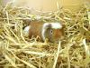 Bei mir sucht ein 4 Monate junges Meerschweinchenmädchen ein neues zu Hause 