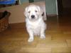 Golden Retriever Welpen zu verkaufen