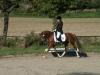 Dt. Reitpony Fuchs 4xweiß