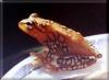 Suche : punktierter Riedfrosch (Hyperolius puncticulatus)