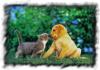 ACHTUNG HUNDE   KATZENLIEBHABER 