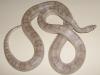 0.1 „Granit“ -  ( Anerytristic -  Bloodred )adult - TOP!!!