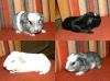 Cuys,  Riesen Meerschweinchen,  Crested und GH