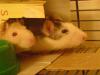 liebevolle Urlaubsbetreuung Kleintierbetreung für meine Nager (Ratten)