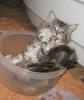 sehr verschmuste und verspielte Maine Coon Kitten suchen liebevolles Zuhause
