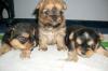 shizu mix  Welpen 9 wochen alt 280 € !!!