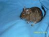 futtertiere