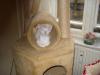 HILFE,   Balinesen Deckkater gesucht