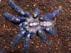 Suche eine Poecilotheria metallica sehr jung
