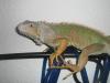 iguana iguana rhinolpha dame abzugeben