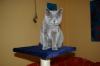 Suche einen Deckkater Bkh(blau) oder Kartäuser