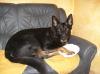 Mäx,  der schwarze Schäferhund