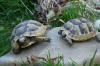 Landschildkröten / Raum Köln