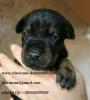 Doberman welpen kupiert