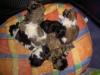 Shih_ Tzu welpen ( Rüden)