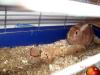 Zwergkaninchen,  männl,  6Jahre alt,  in liebevolle Hände !