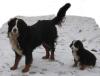 Wunderschön gezeichnete Berner Sennenhund Welpen abzugeben