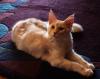 Maine Coon-Teenies suchen Familienanschluss