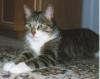 grau-weiß-schwarz-braun getigerter Kater wird in Salzgitter vermisst 11 Jahre Na