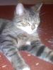 Vergebe 3-jährige Hauskatzen-Perser-Mix-Katze