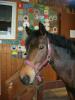 Biete Reitbeteiligung auf Deutschem Reitpony(endmaß)