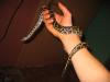 biete dunklen tigerpython