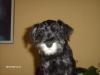 Zwerg-Schnauzer Welpe ( Hündin,  Farbe : Schwarz-Silber)
