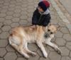 Familienfreundlicher Reiterhof wo auch Hund mit Ihren Besitzern,  zum Urlaub mach