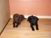 Labrador Welpen