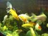 Goldfische/ Schleierschwänze und Welse in diversen Sorten