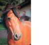 wunderschöne Ponystute zu verkaufen