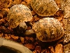 Griechische Landschildkröten,  weibliche Thb,  NZ 2008