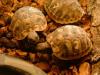 Griechische Landschildkröten,  weibliche Thb,  NZ 2008