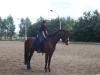 suche eine Talentierte Reitbeteiligung