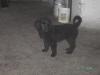 Altd.Hütehund-Golden Retriever Mischlingswelpe