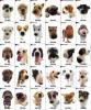 Suchen schon so lange ein kleinbleibenden hund,  :- 