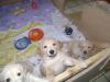 Goldie Welpen mit Papiere