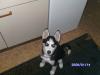 Verkaufe sehr süsse Husky-Welpin!!!