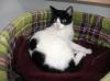 Liebe Katze Frankie sucht ein Zuhause!