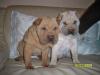 Shar-Pei Welpen