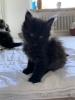 Main Coon  Babykatzen männlich,  weiblich