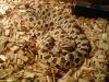 Westliche Hakennasennatter (Heterodon nasicus) NZ 07