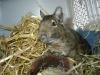 4 Degus mit Käfig zu verschenken 3w /  1m