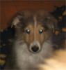  Wunderschöne Collie Baby s suchen ein liebevolles Zuhause 