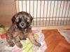 sehr schöne tibet terrier welpen 