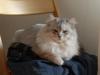 Perser Deckkater hat noch frei Termine!