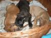 Südafrikanische Bulldogge (Boerboel-Mix)