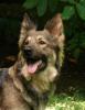 Altdeutsche Schäferhündin,  grau-braun,  5 Jahre