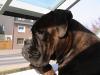 Boxer Sucht Hündin zum decken .