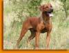 Rhodesian Ridgeback Rüde DECKANZEIGE